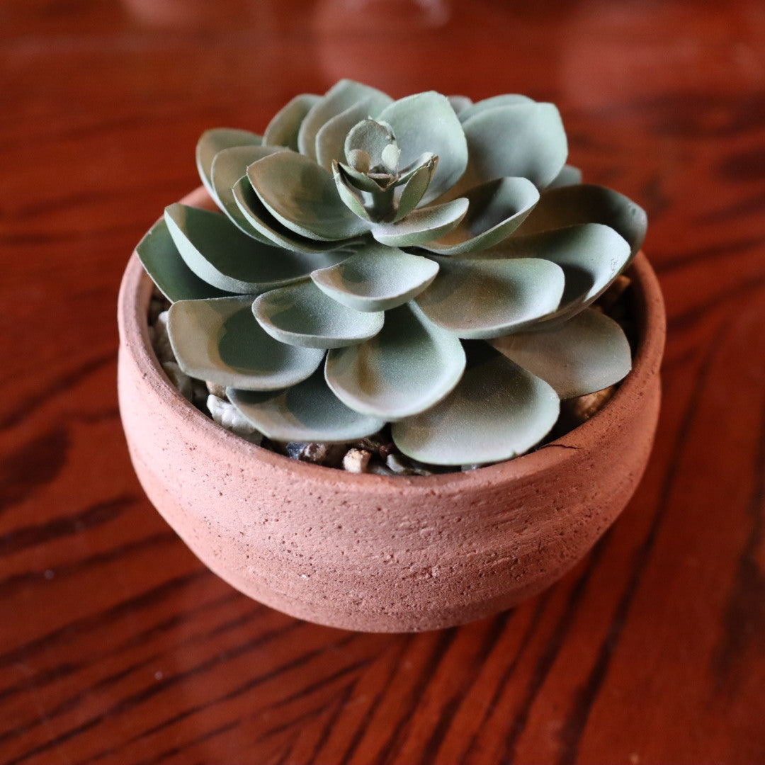 Echeveria - エケベリア -